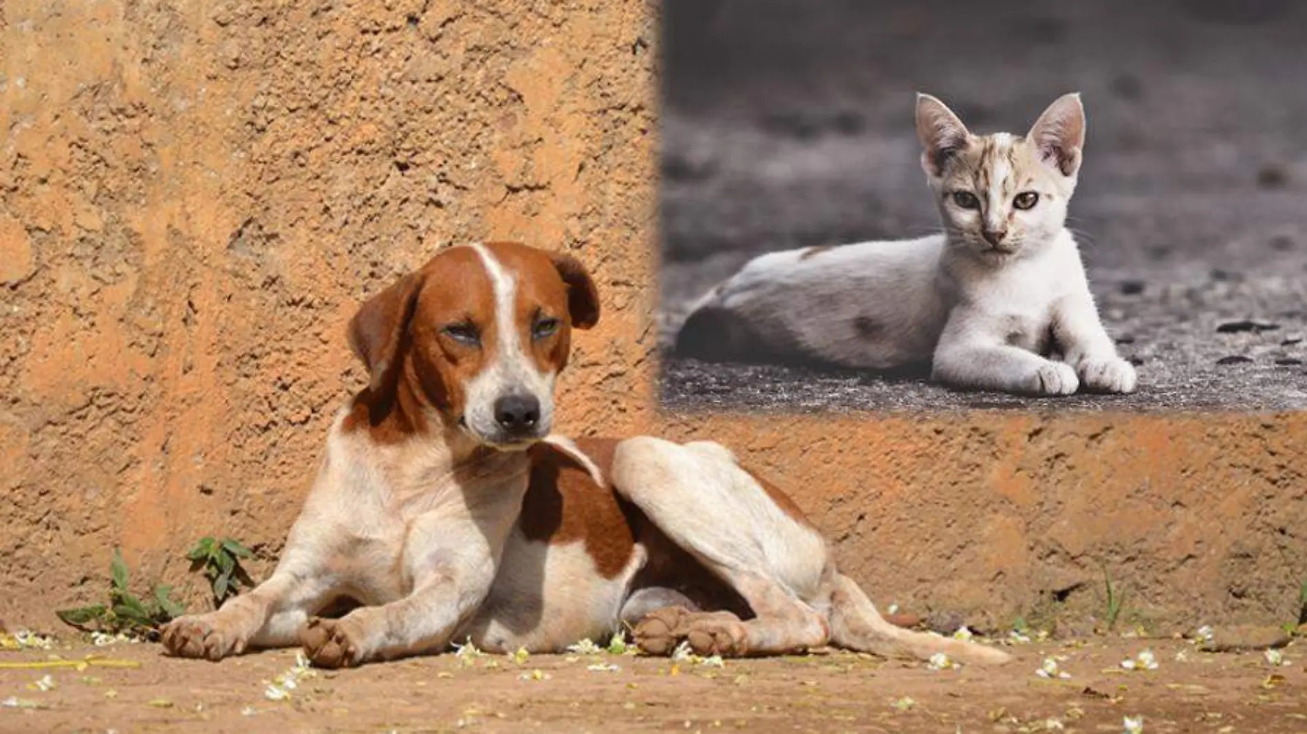 Perro y gato